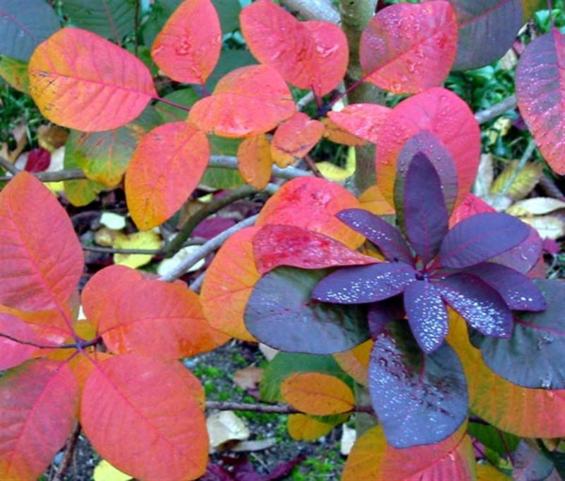 smoke-bush-red (Medium)