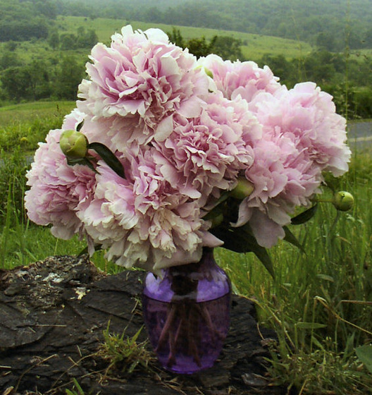 aimee in vase