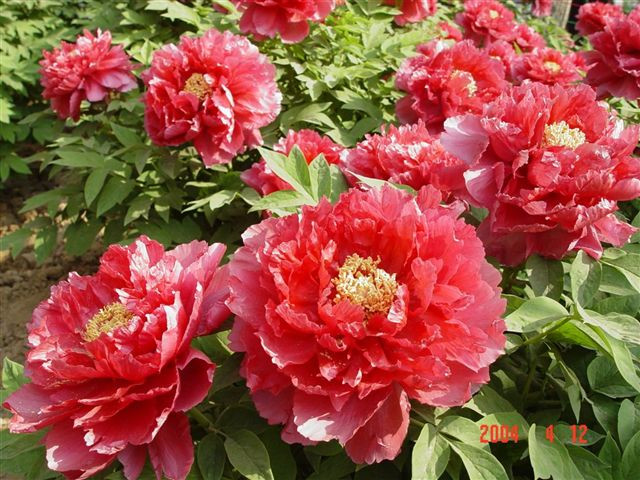 luoyang-red.peony-many