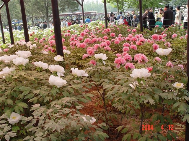 luoyang-red.white.peony-garden