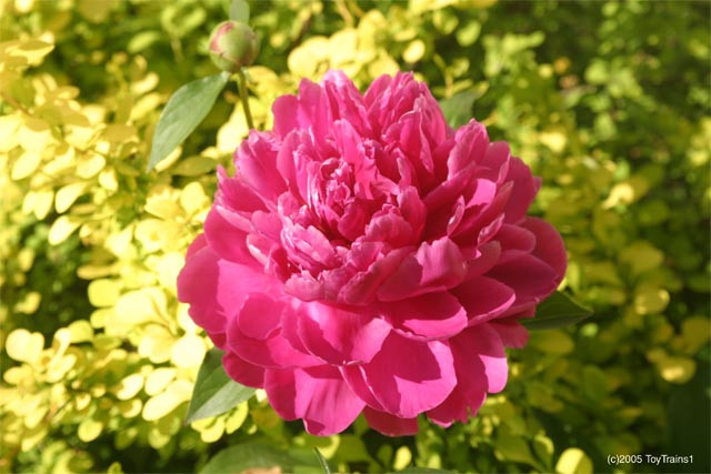 peony-2005-06