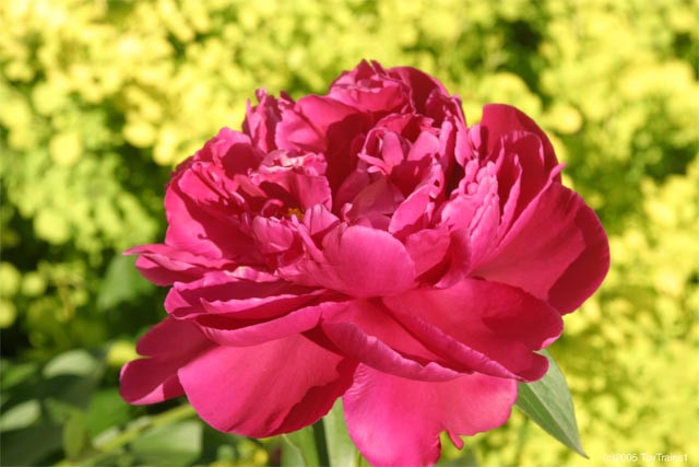 peony-2005-13