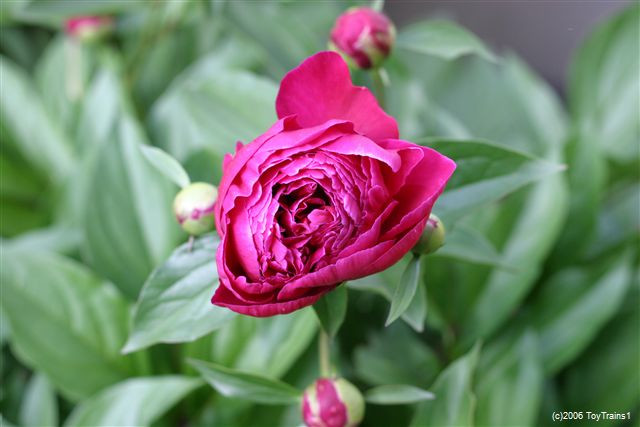 peony-2006-05