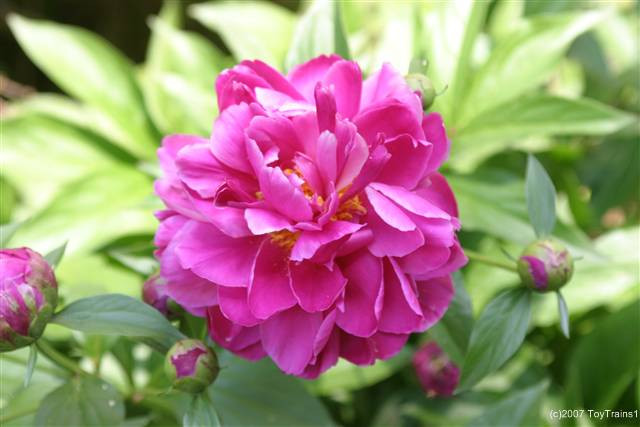 peony-2007-09