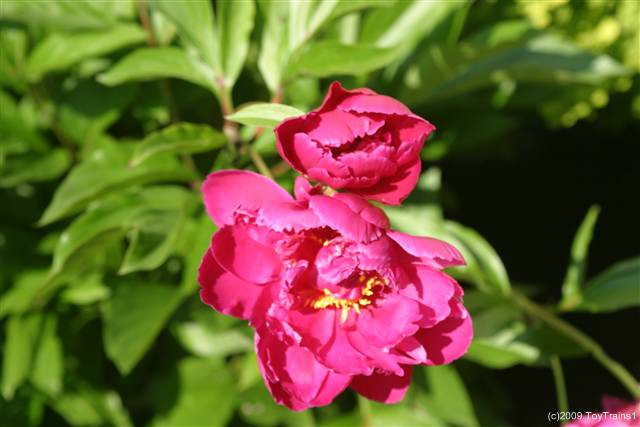 peony-2009-03