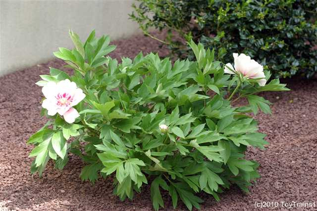 peony-2010-006