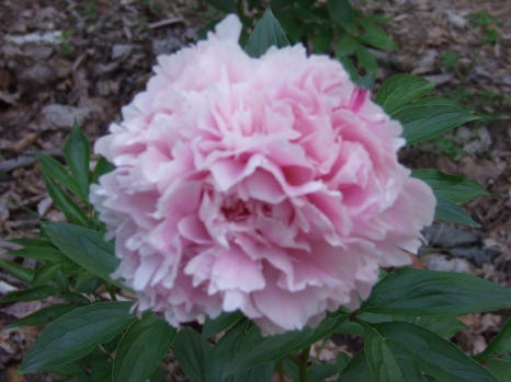 Peony Pink Swan