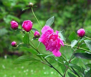 PeonyFlowers