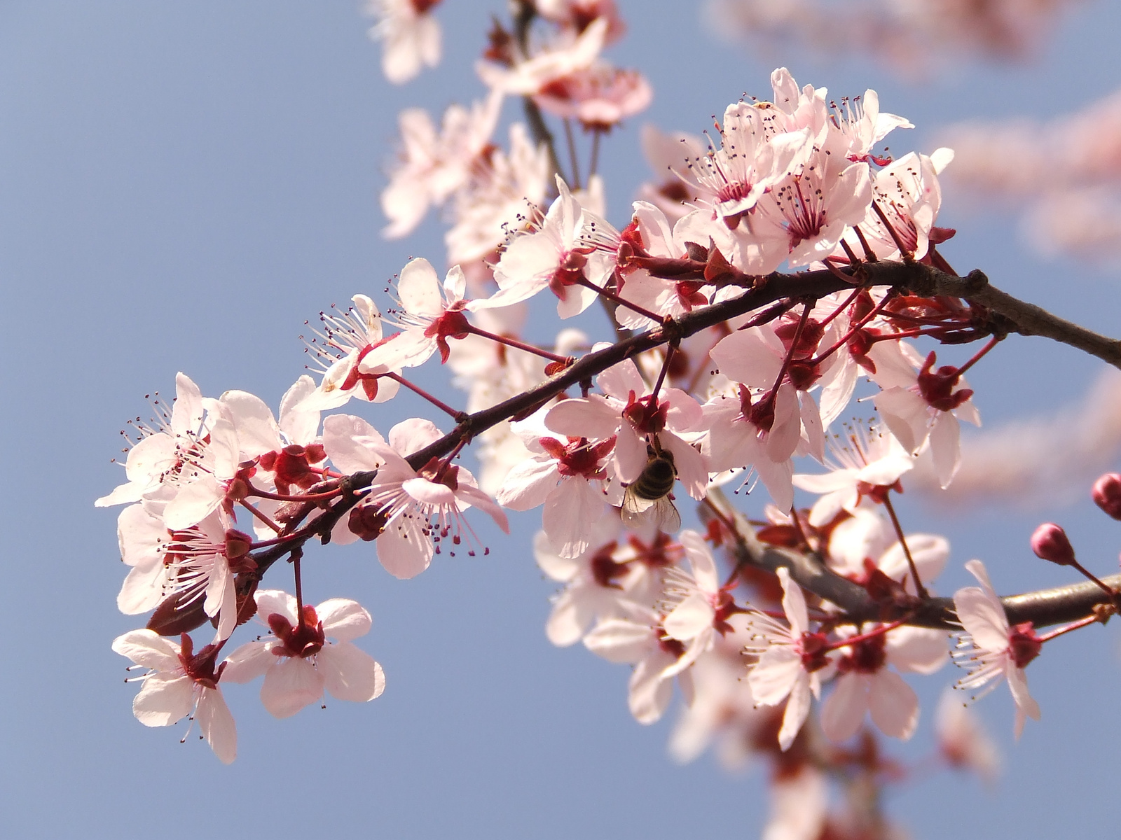 Sakura