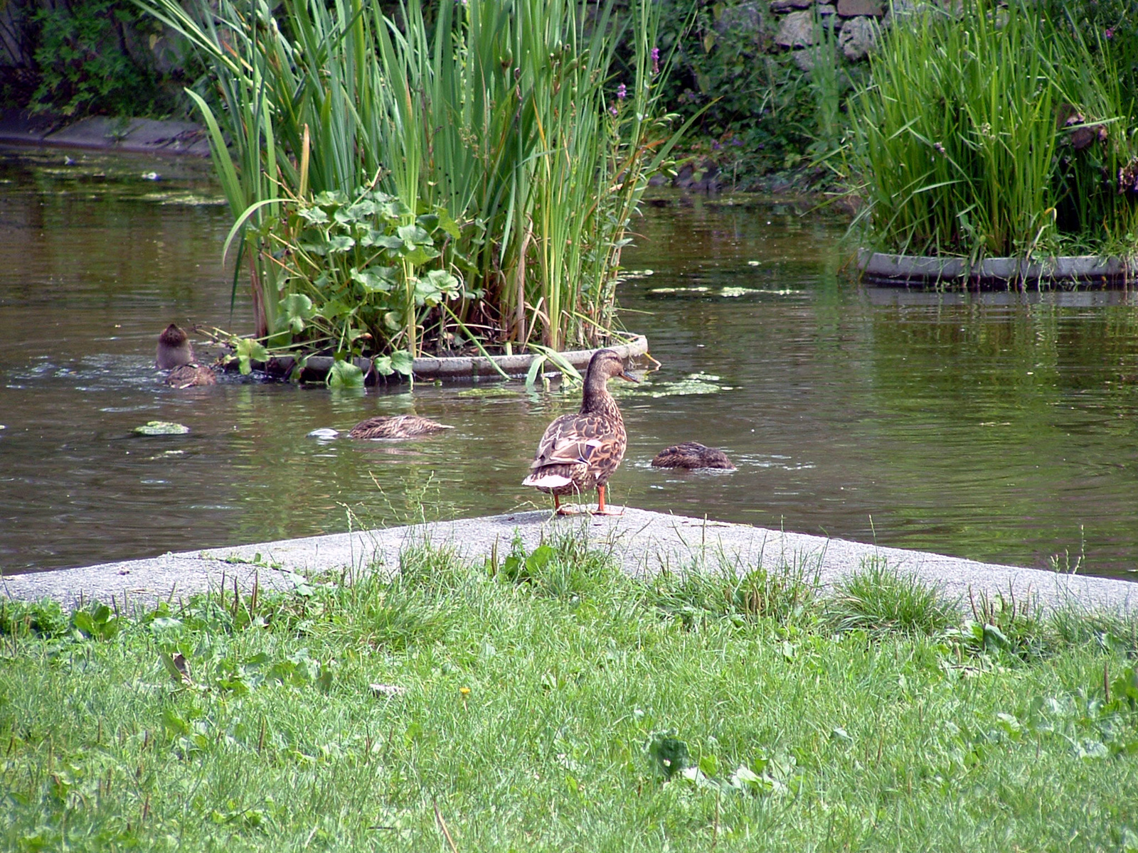 graz stadtpark