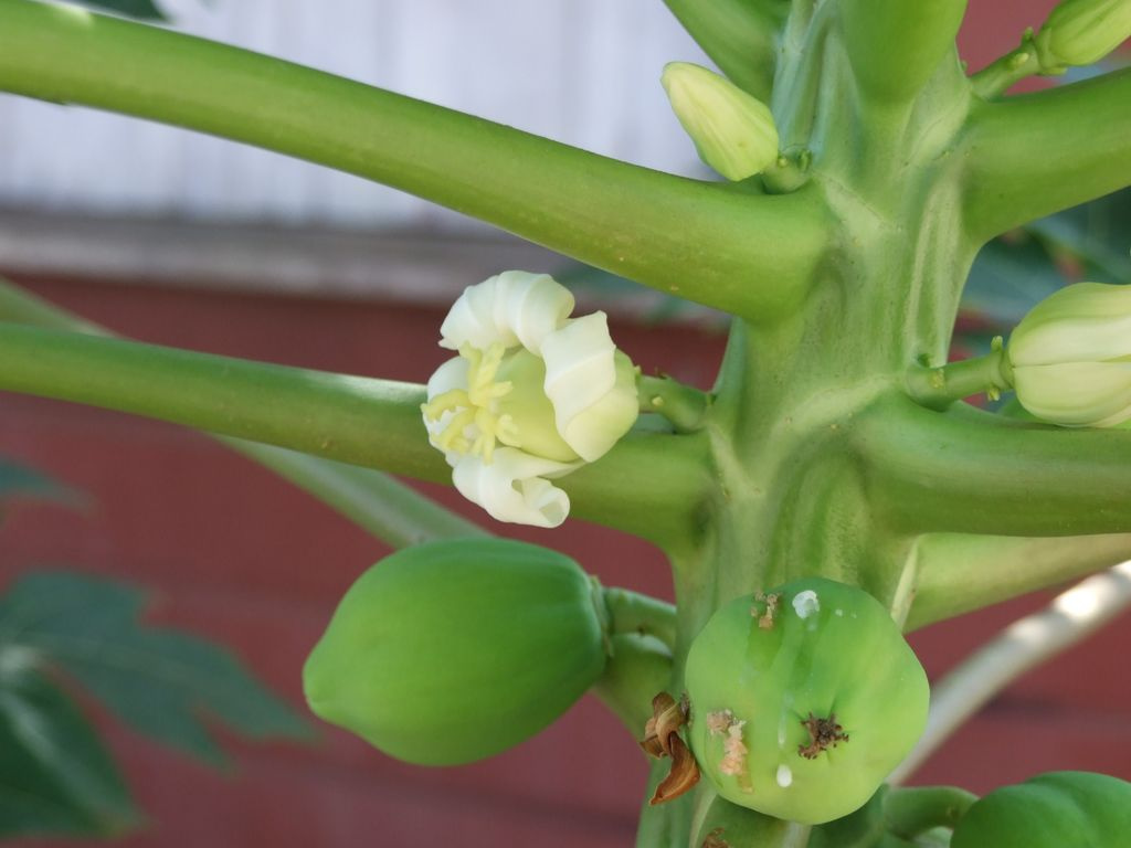 a papaya közelebbről