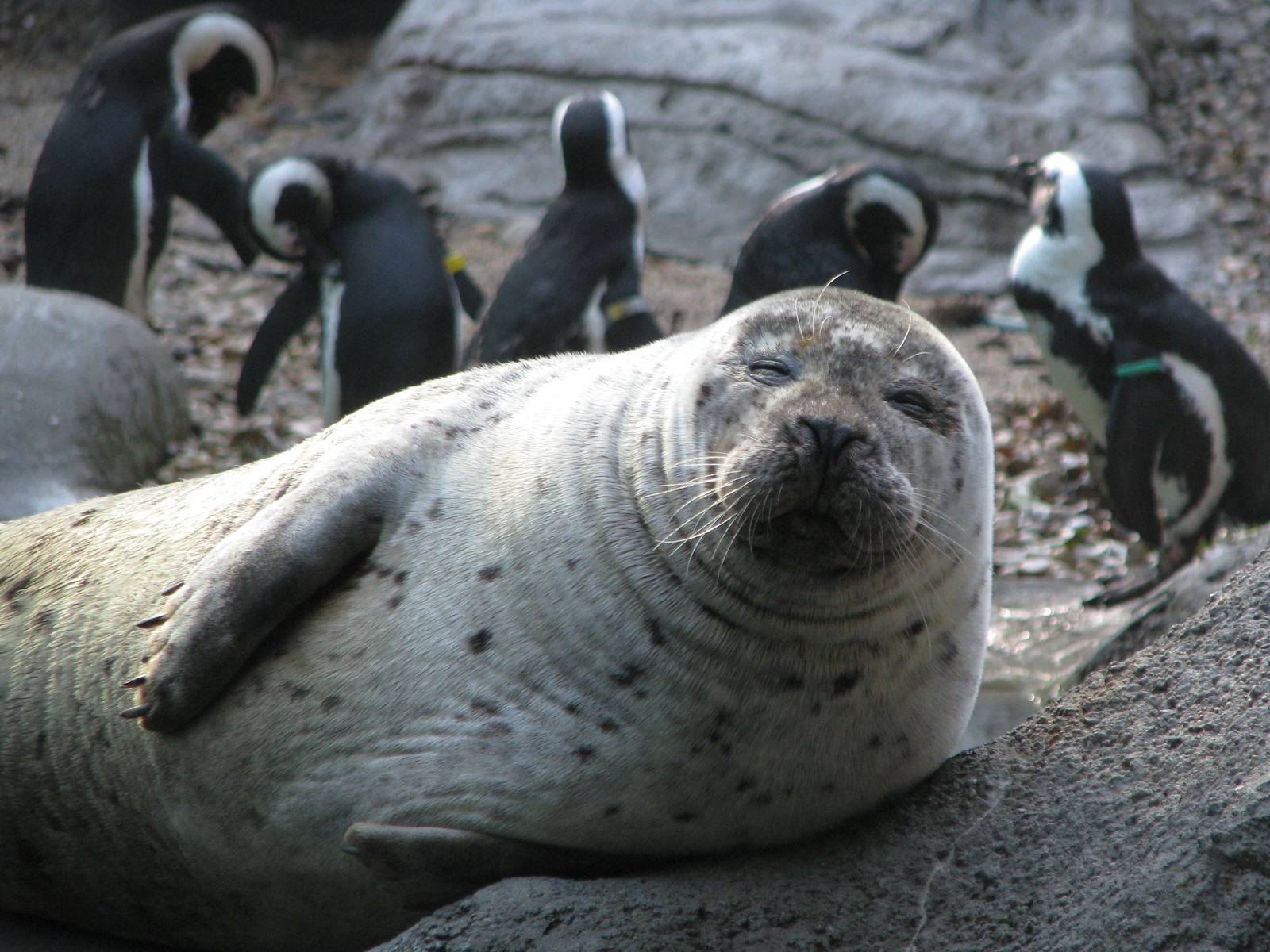 Seal & Penguins