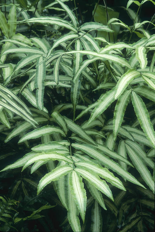 pteris cretica albolineata