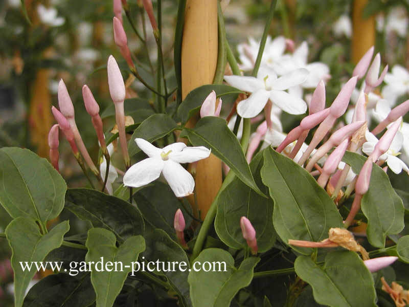 jasminum polyanthum1