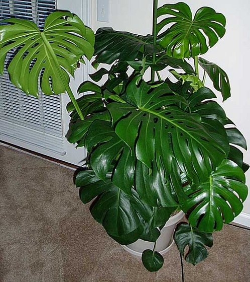 Monstera deliciosa