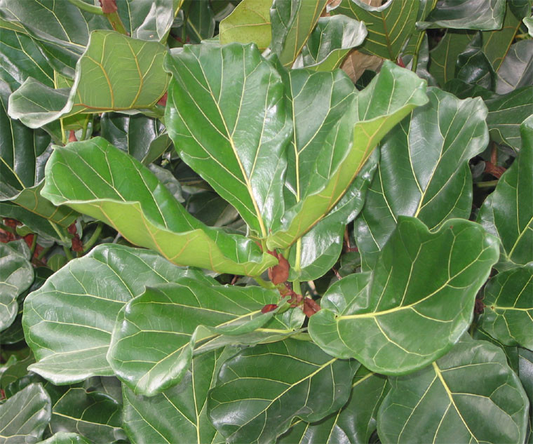 ficus lyrata