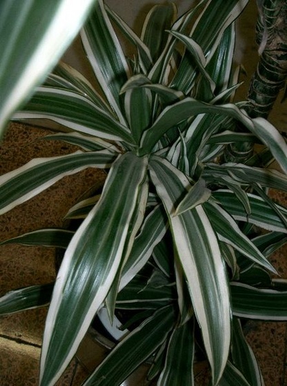 Dracaena deremensis