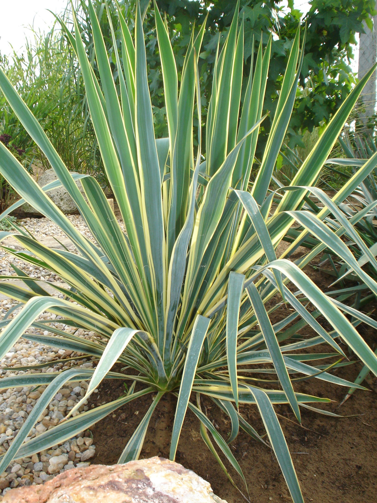 Yucca Variegata