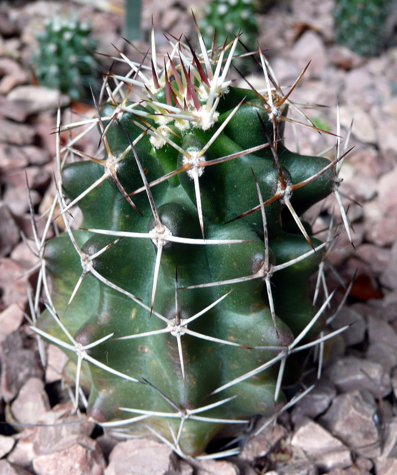 Echinocereus triglochidiacus