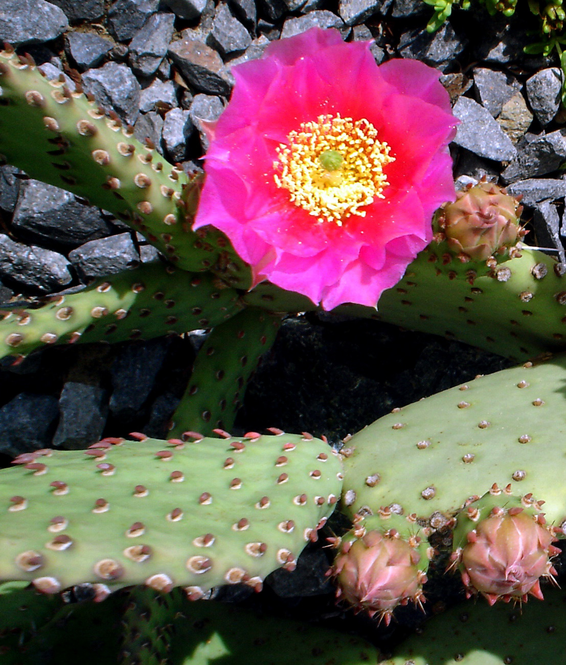 Opuntia basilaris