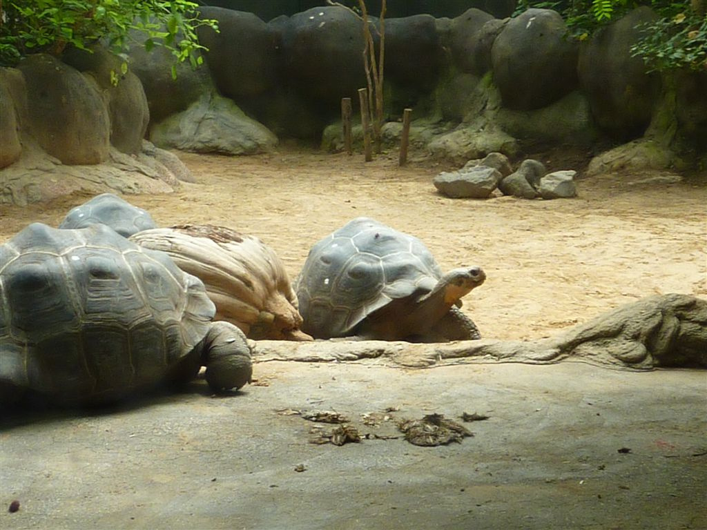 galapagoszi teknősök