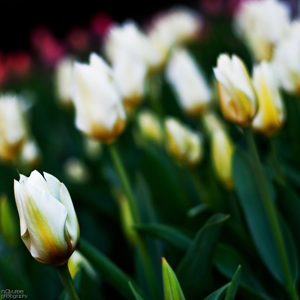 Deák téri tulipánok