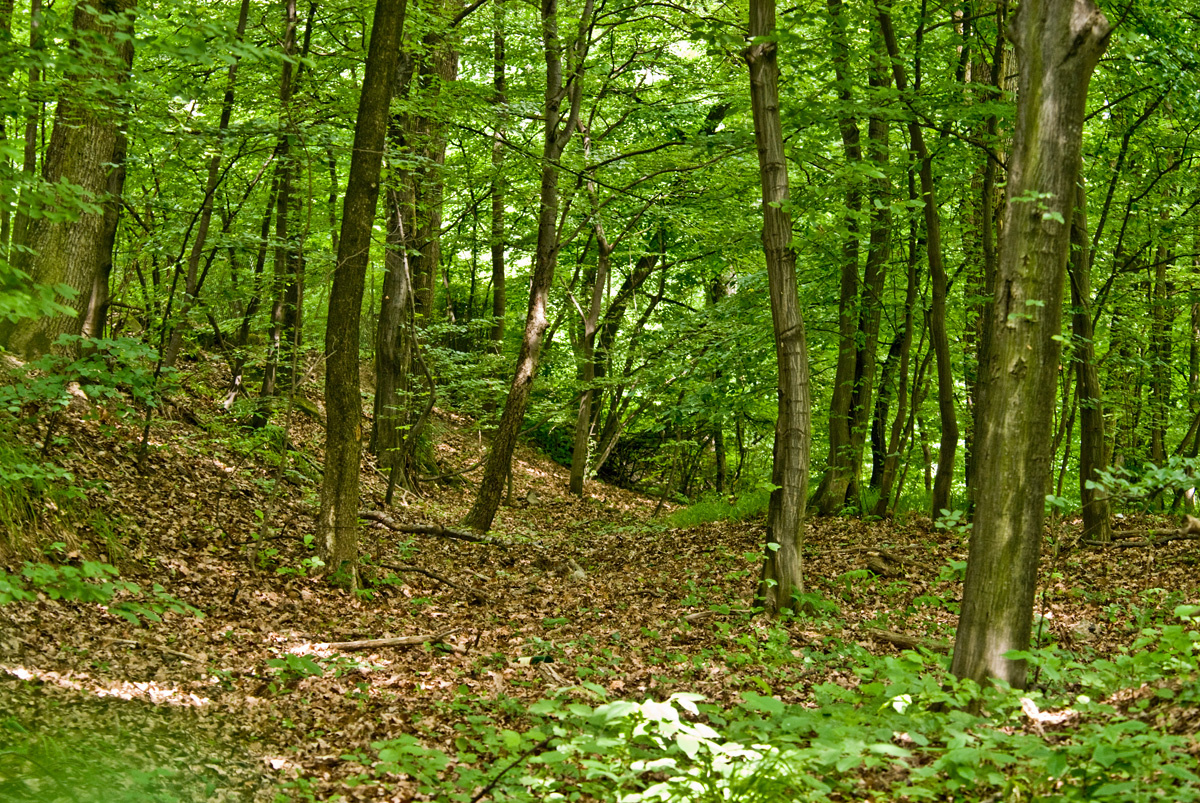 Erdő
