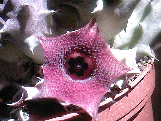 Huernia macrocarpa