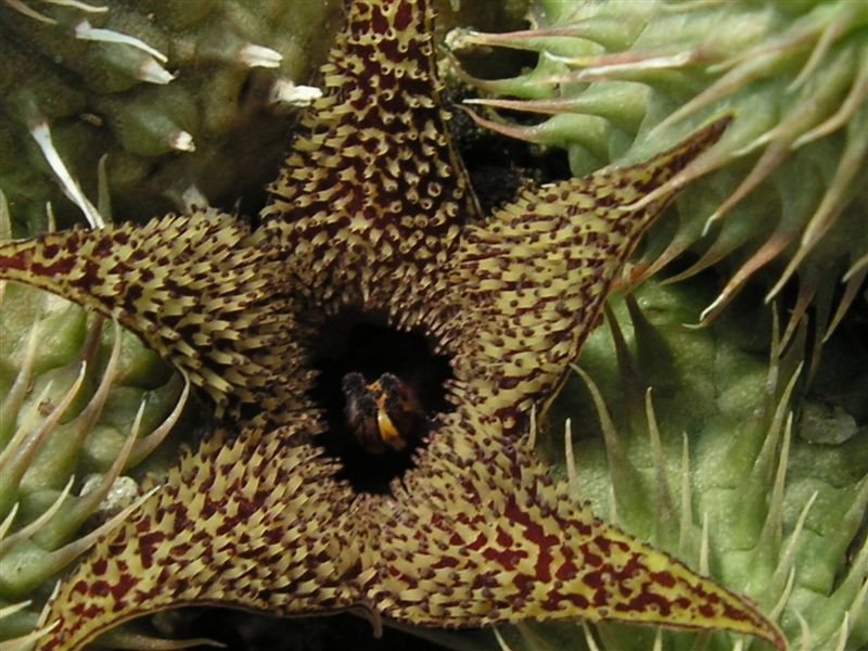 Huernia pillansii