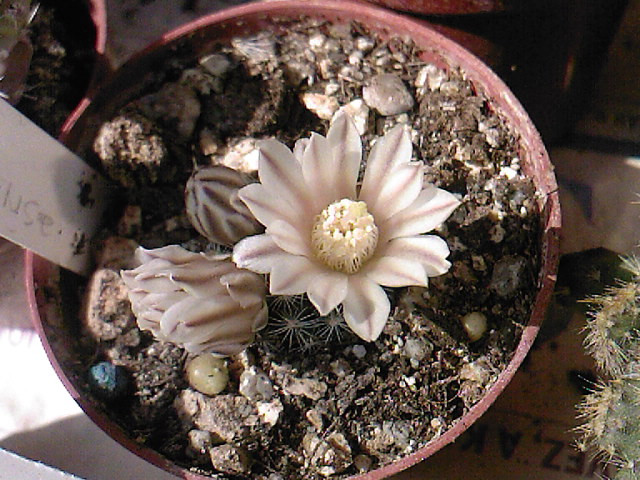 Mammillaria coahuliense