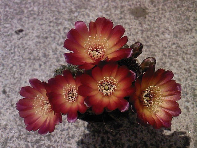 Sulcorebutia canigueralli