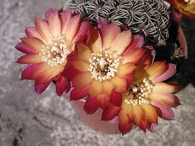 Sulcorebutia sp.