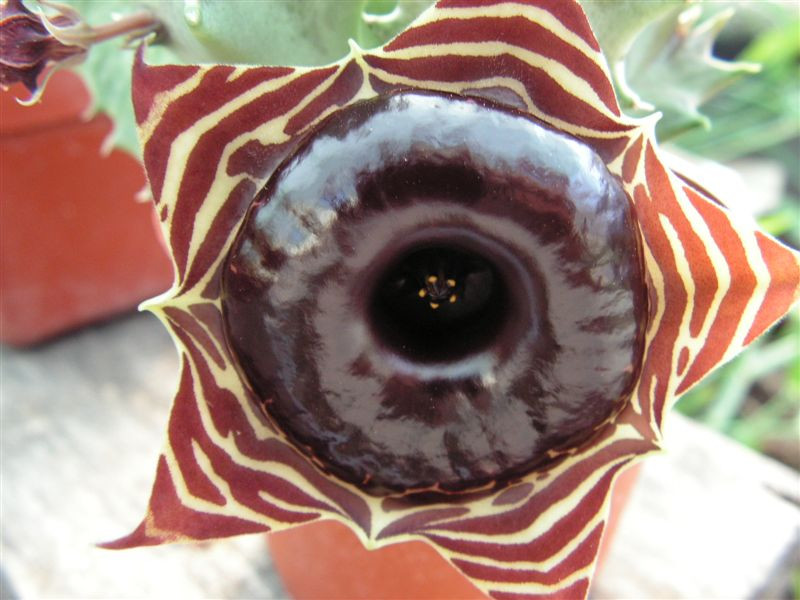 Huernia zebrina v. magniflora