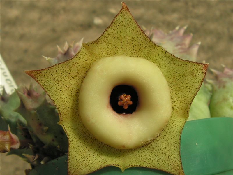 Huernia thudichumii