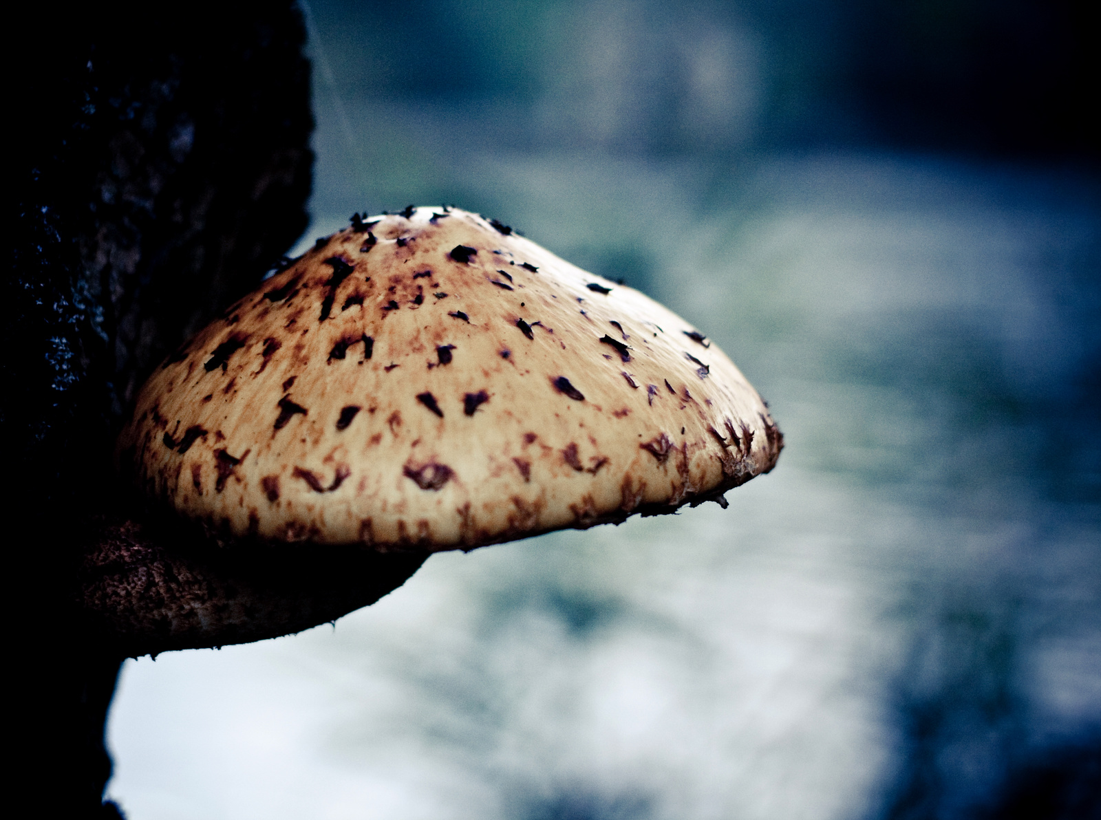 Mushroom / Gomba