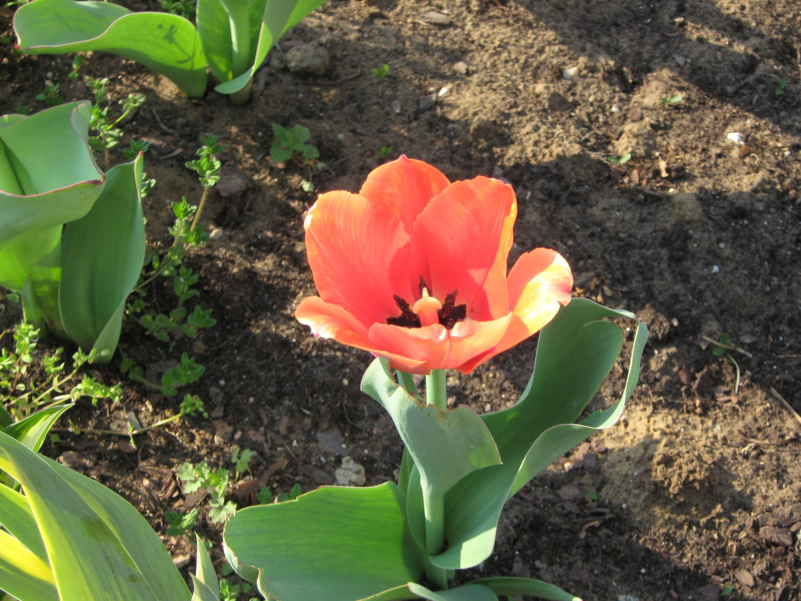 Ági tulip2